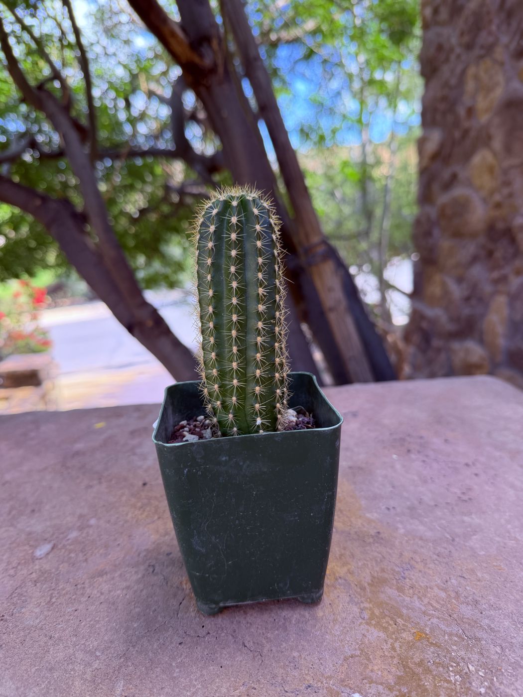 Arboricola (Trichocereus) for Sale in Phoenix, AZ | Spina & Spiritus