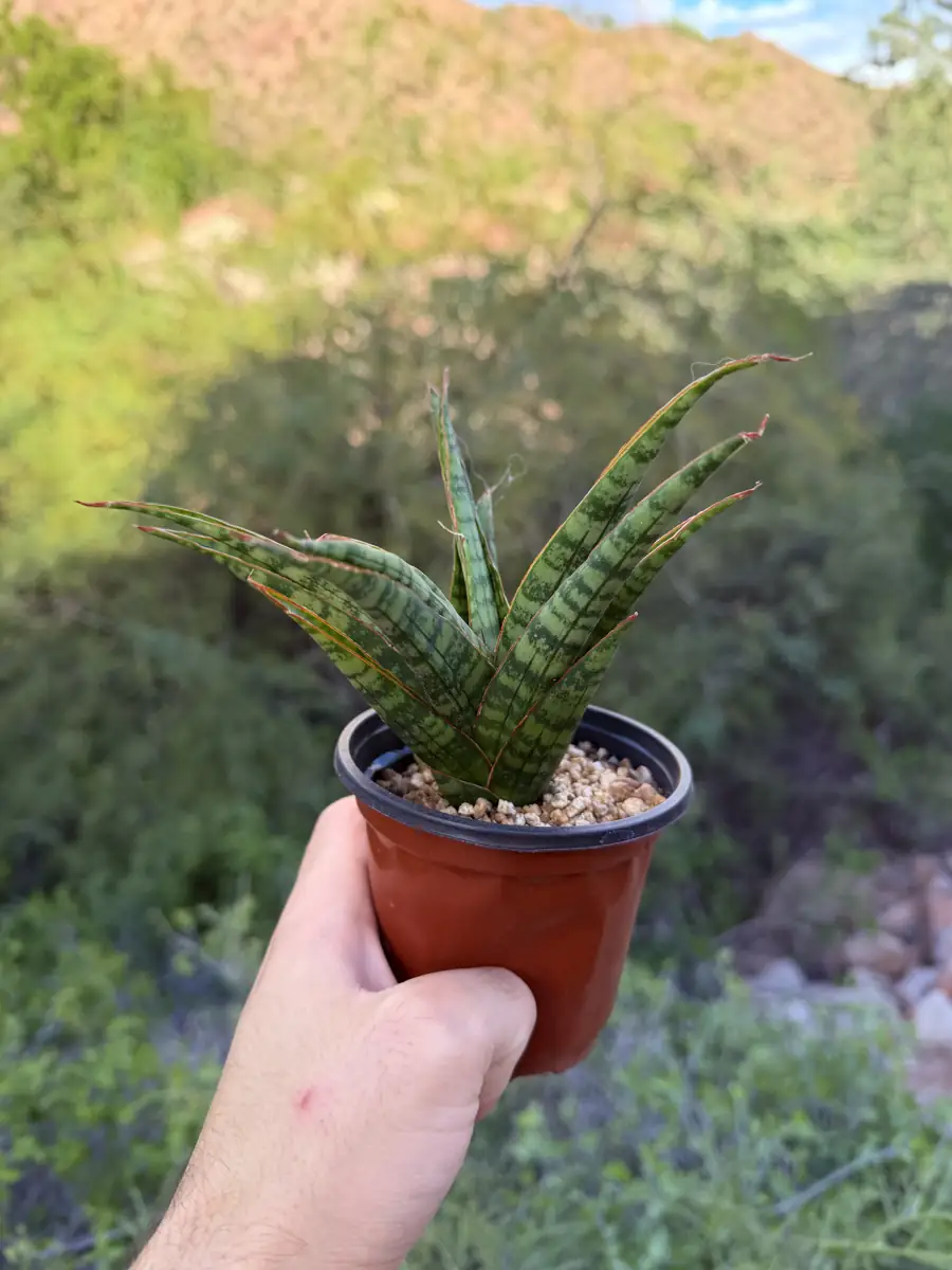 Adelina  cactus succulent for sale in Phoenix, Arizona