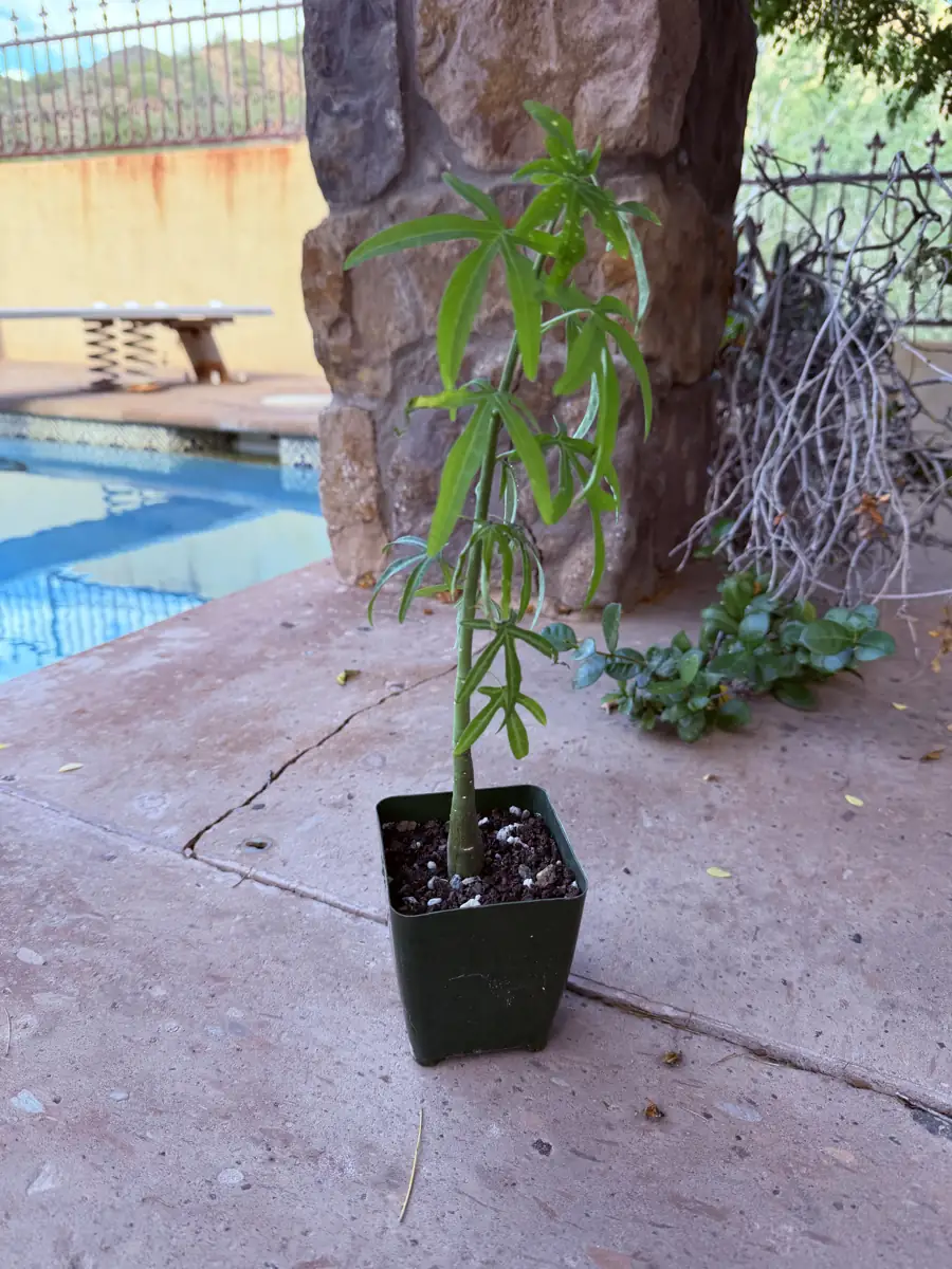 Venenata Adenia cactus succulent for sale in Phoenix, Arizona