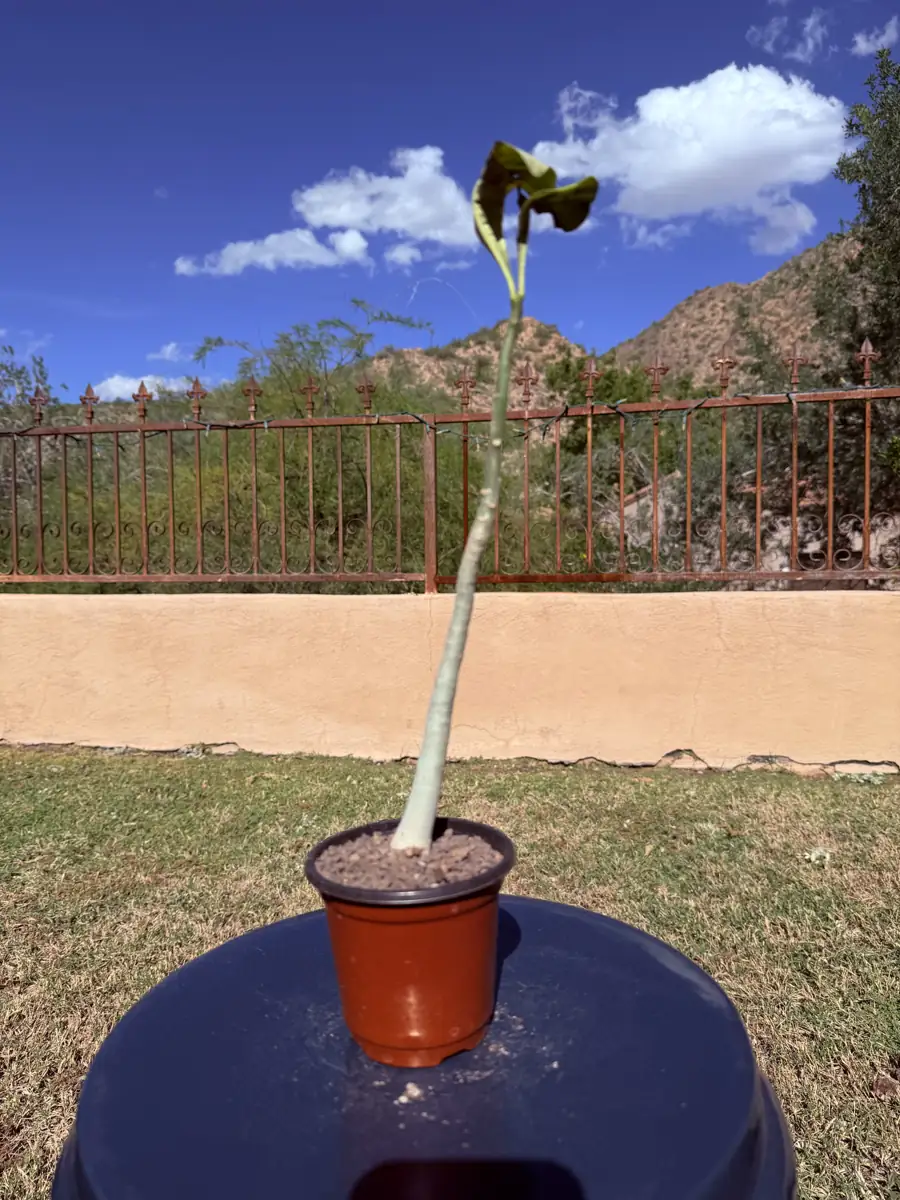 Multiflorum Adenium cactus succulent for sale in Phoenix, Arizona