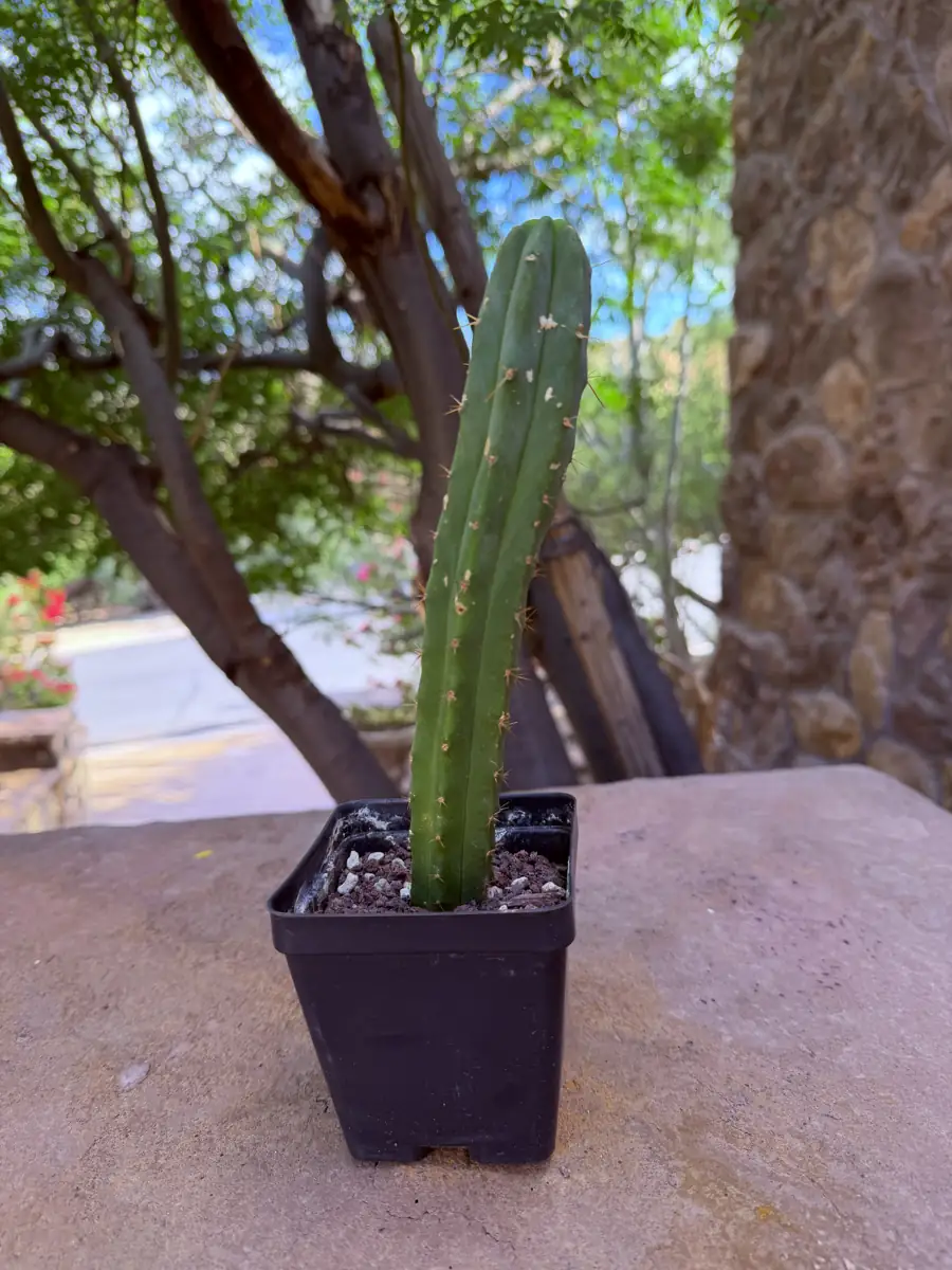 Saxx x Althea Trichocereus cactus succulent for sale in Phoenix, Arizona