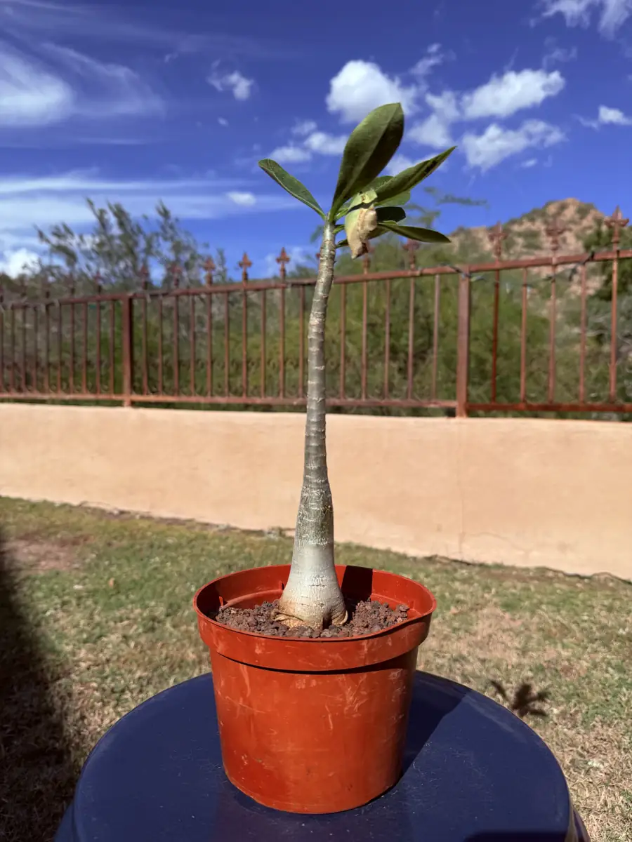 Arabicum Shada Form Adenium cactus succulent for sale in Phoenix, Arizona