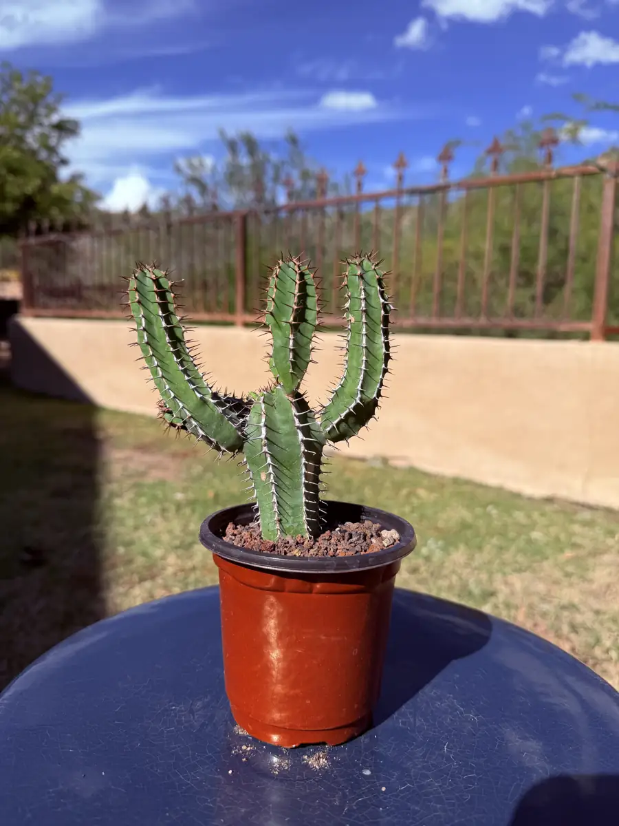 Avasmontana Euphorbia cactus succulent for sale in Phoenix, Arizona