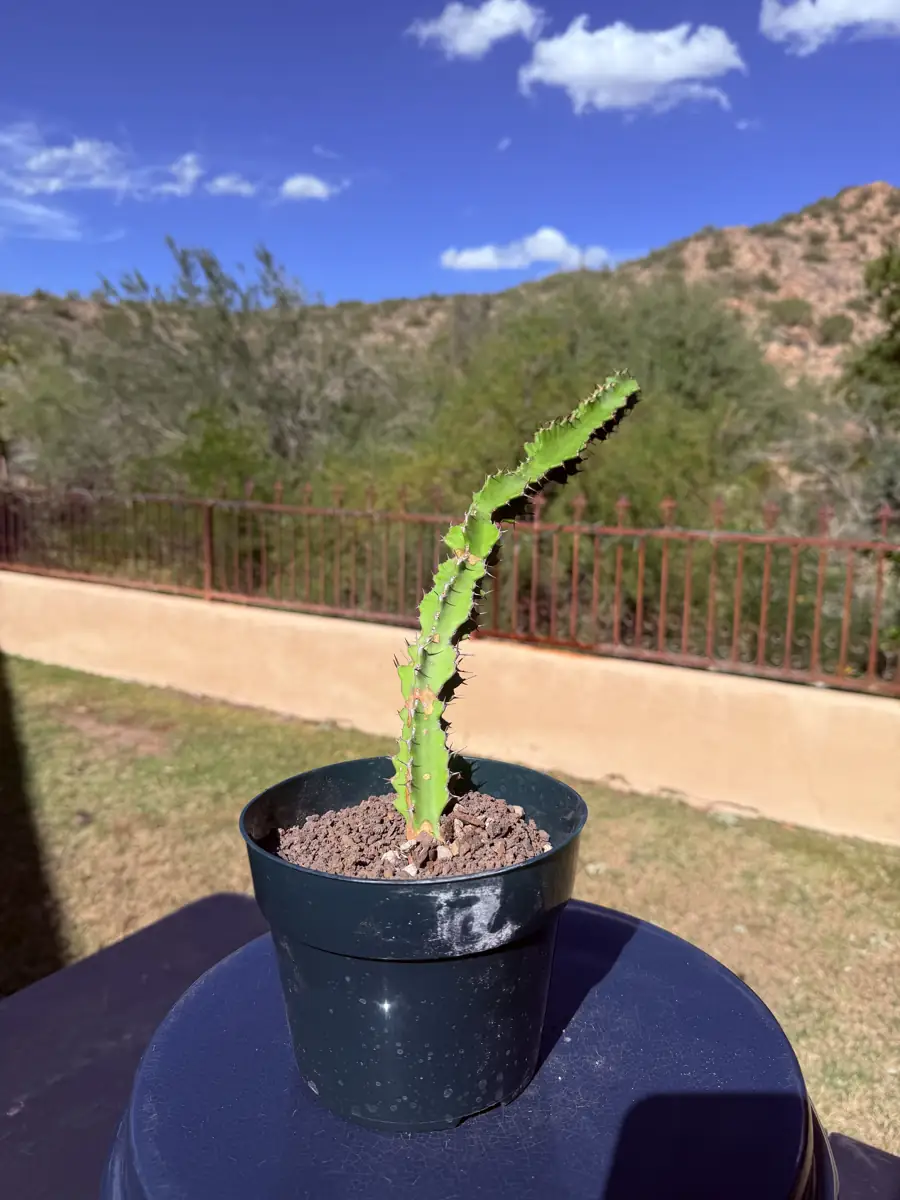 Barnadii Euphorbia cactus succulent for sale in Phoenix, Arizona