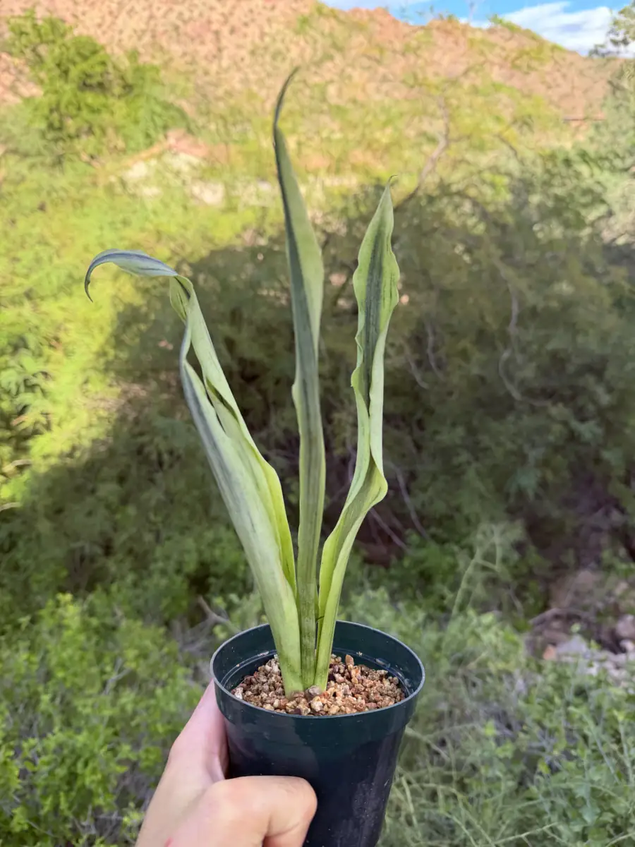 Beauty Sensation Variegated  cactus succulent for sale in Phoenix, Arizona