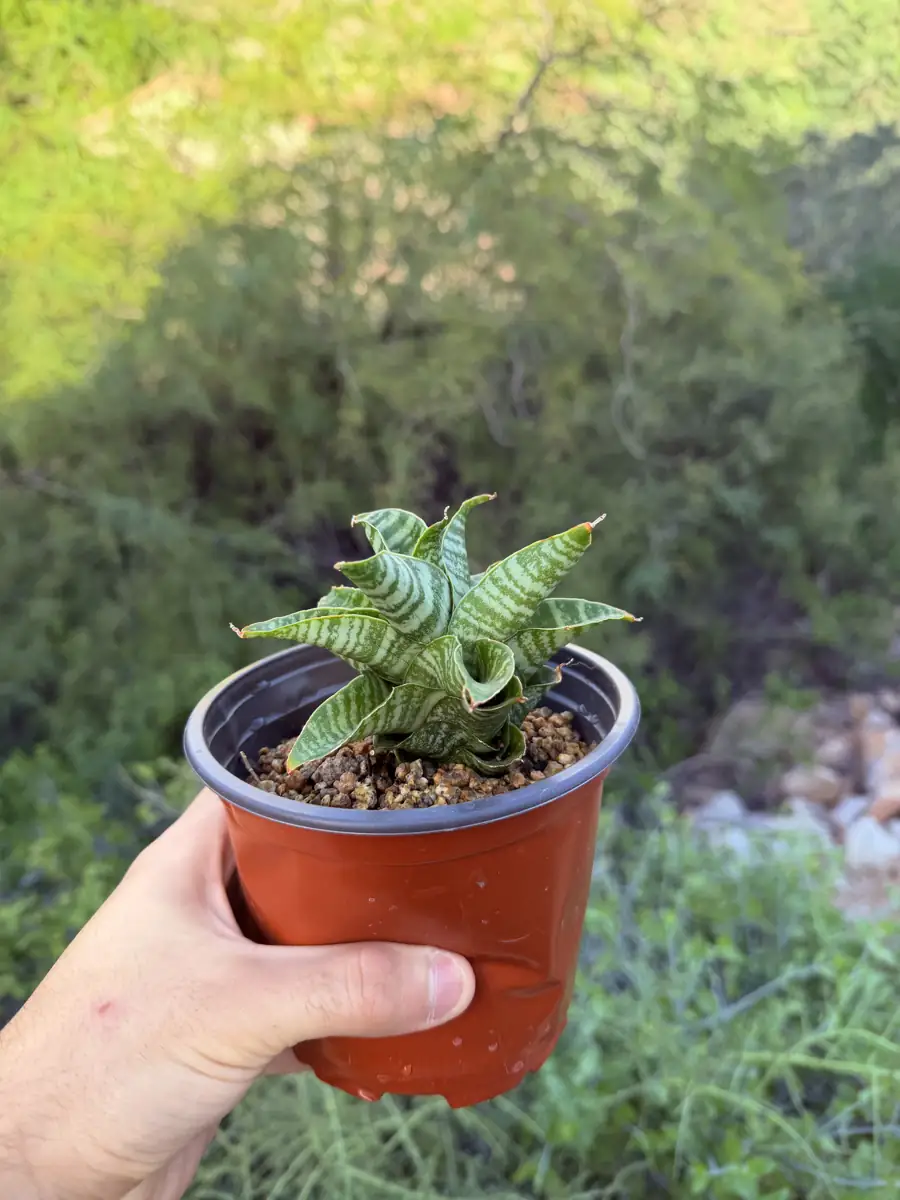 Black Mamba  cactus succulent for sale in Phoenix, Arizona