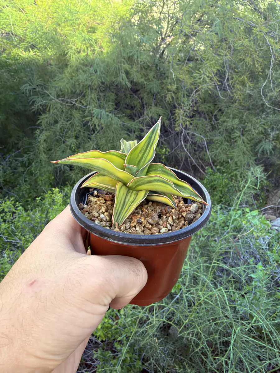 Blue Leaf Variegated  cactus succulent for sale in Phoenix, Arizona