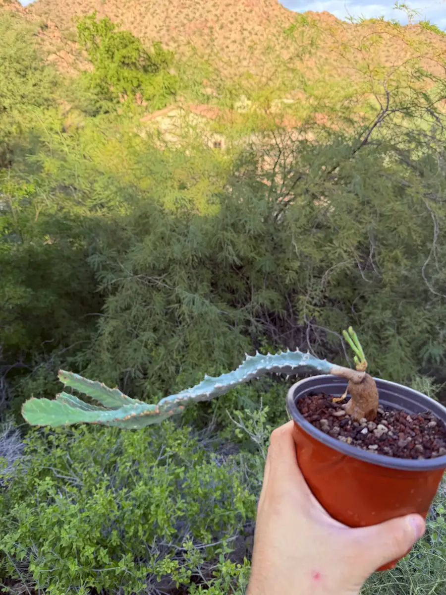 Buruana Euphorbia cactus succulent for sale in Phoenix, Arizona