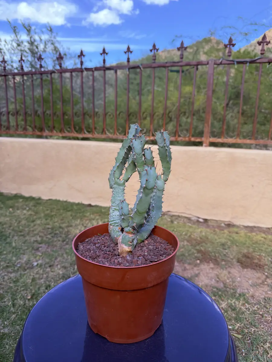 Caerulescens Euphorbia cactus succulent for sale in Phoenix, Arizona