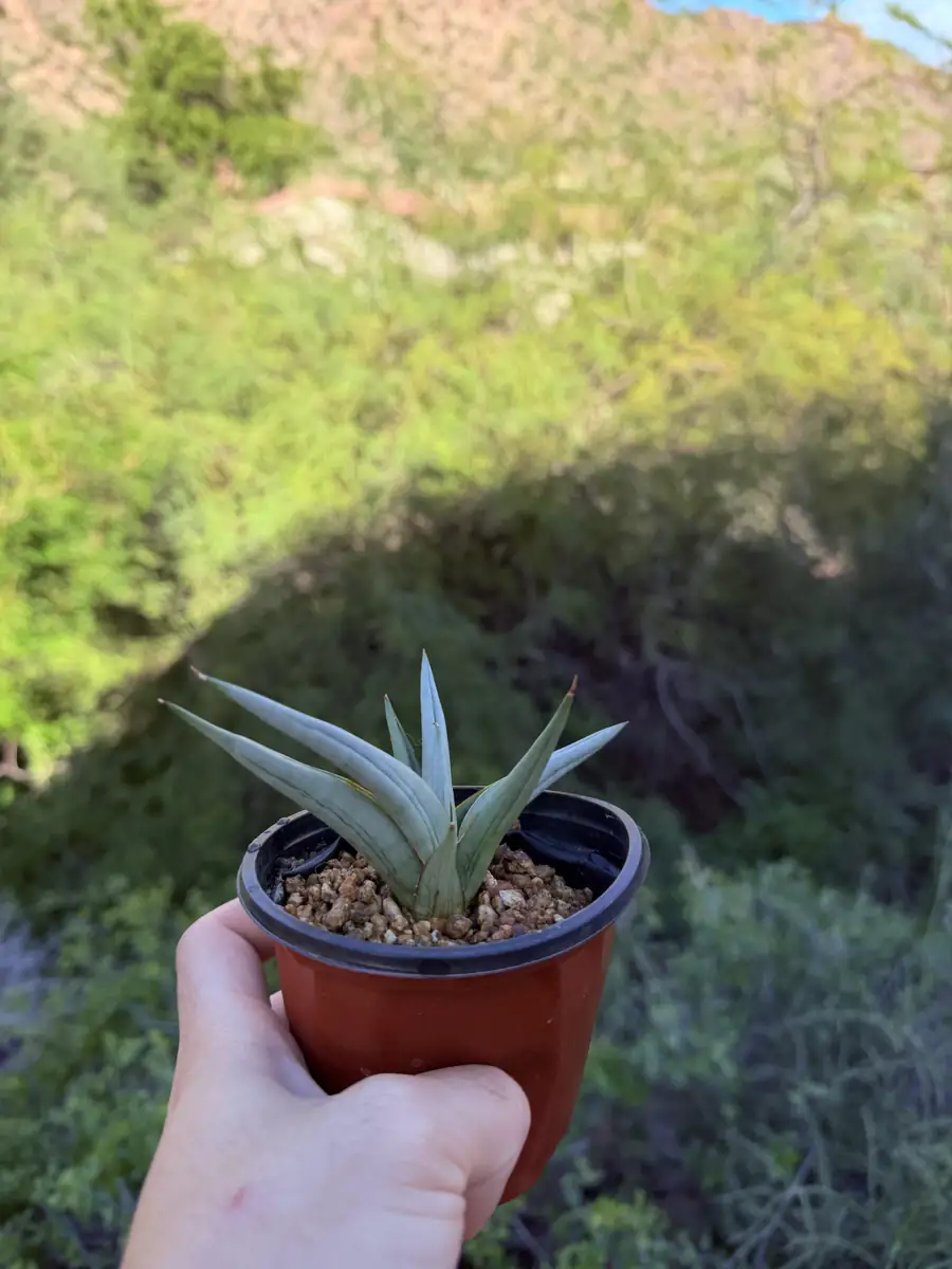 Chanin  cactus succulent for sale in Phoenix, Arizona