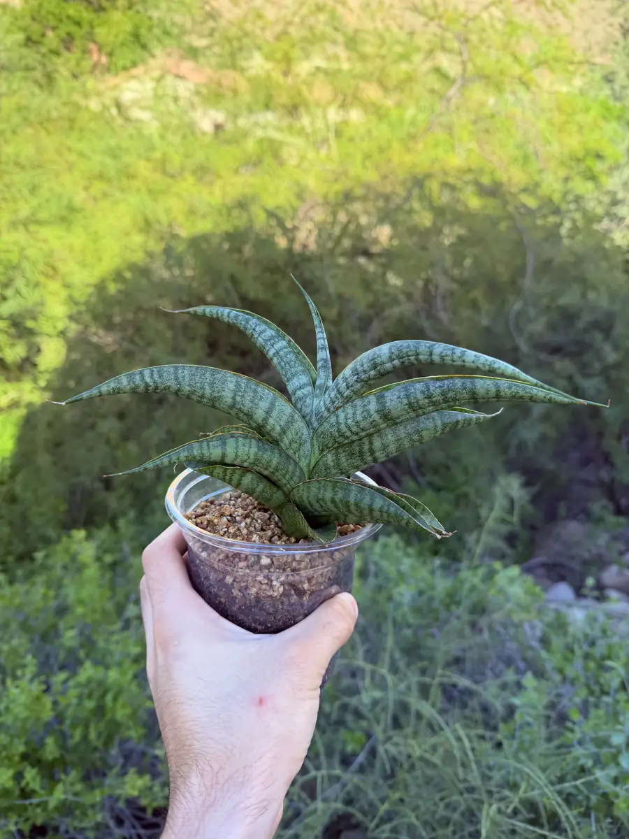 Cordova x Personi Trichocereus cactus succulent for sale in Phoenix, Arizona