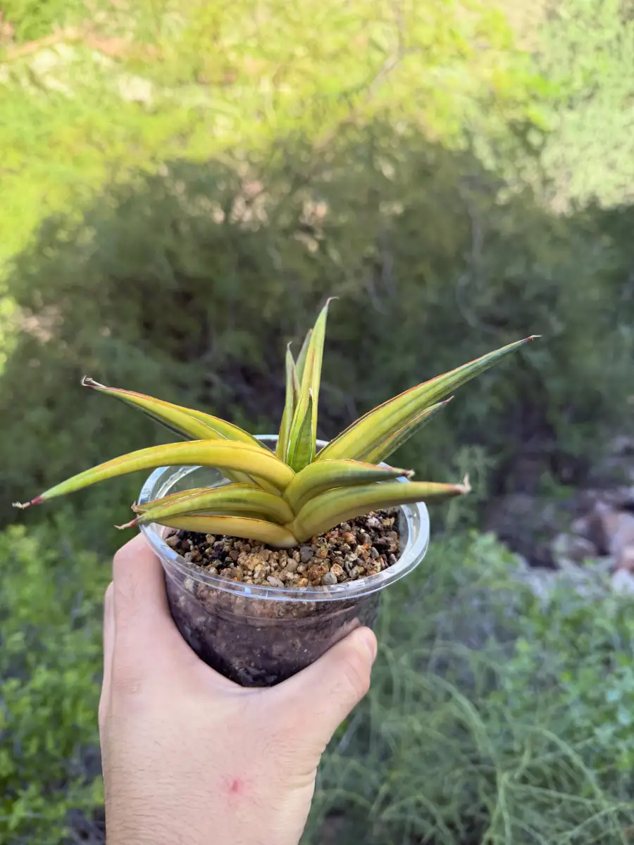 Downsi Variegated Sansevieria cactus succulent for sale in Phoenix, Arizona
