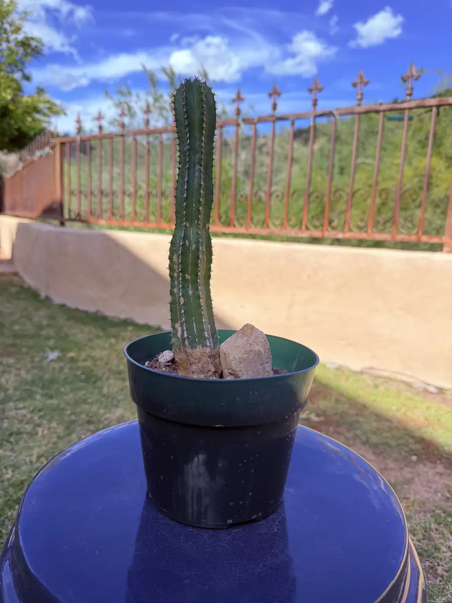 Echinus Euphorbia cactus succulent for sale in Phoenix, Arizona