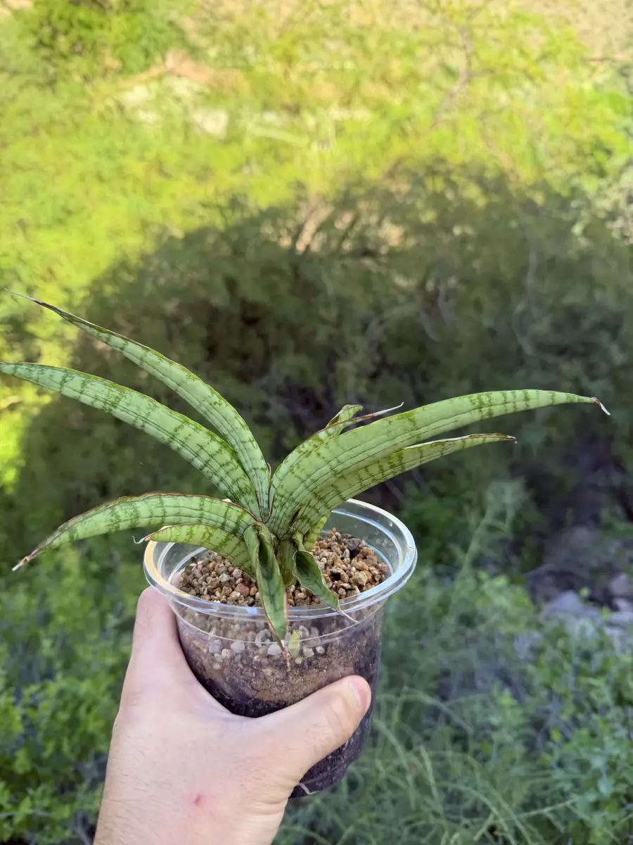 Gabriel x Cordova Trichocereus cactus succulent for sale in Phoenix, Arizona