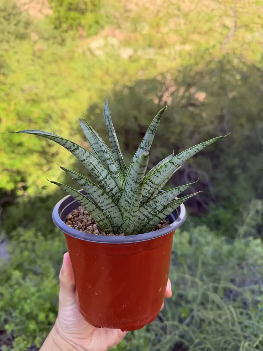 Gepeng  cactus succulent for sale in Phoenix, Arizona