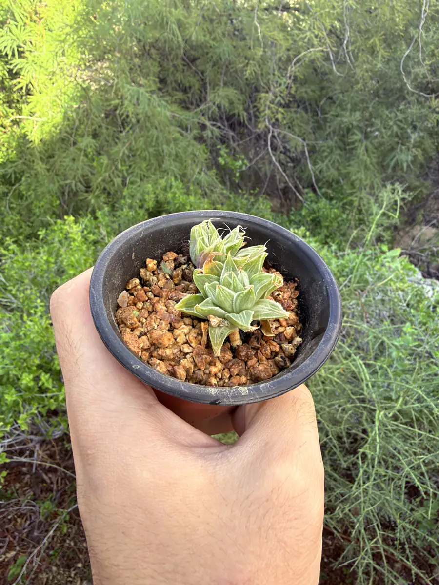 Grey Ghost  cactus succulent for sale in Phoenix, Arizona