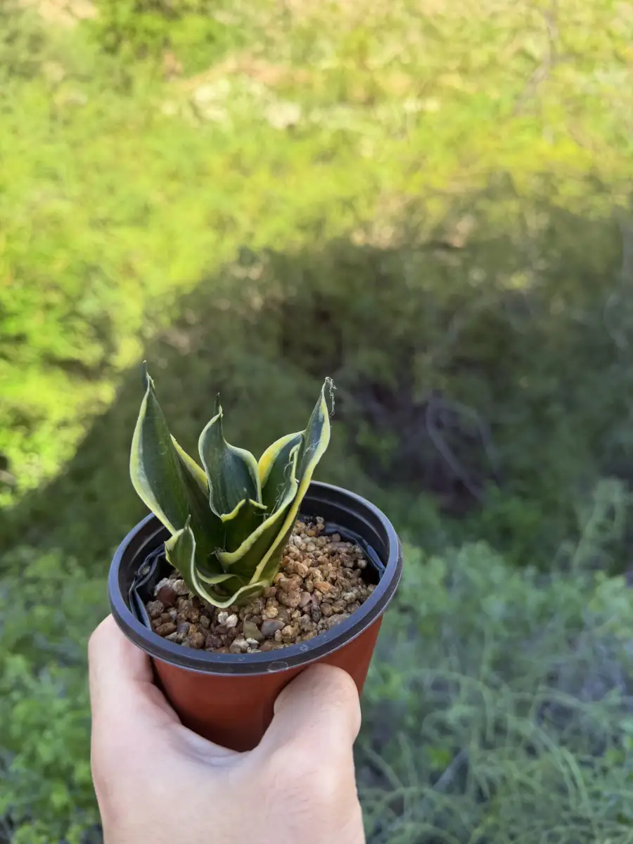 Jade striata Dwarf Variegated Crassula cactus succulent for sale in Phoenix, Arizona