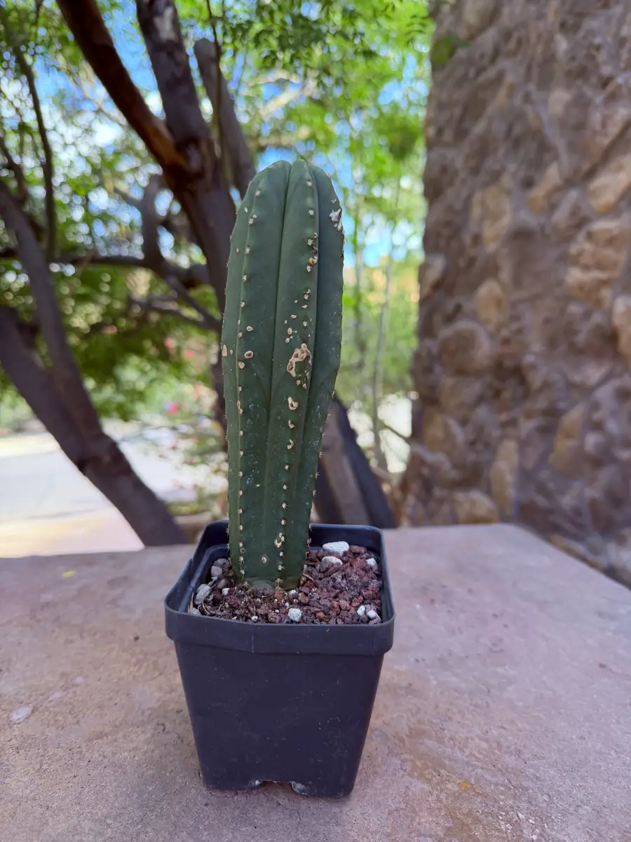 Kesey Trichocereus cactus succulent for sale in Phoenix, Arizona