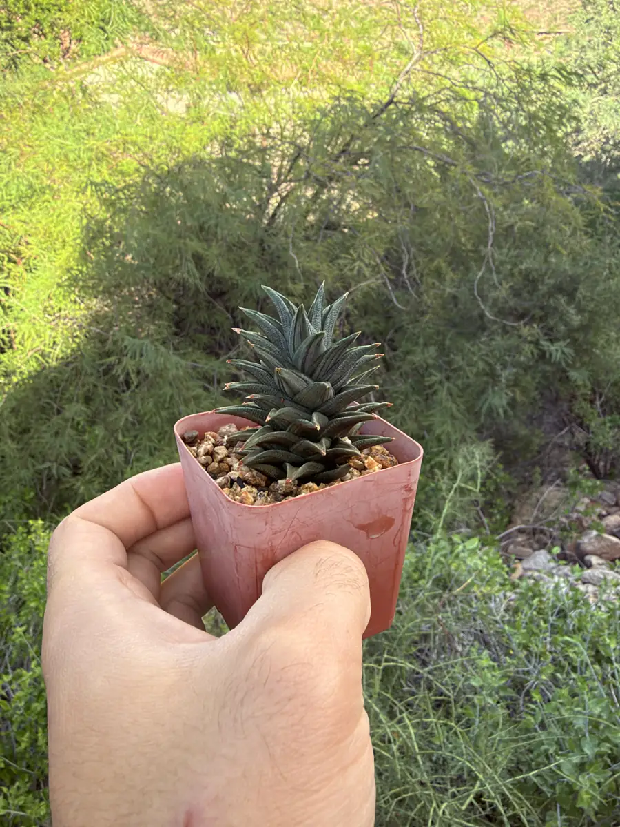 Large Semi Glabrata  cactus succulent for sale in Phoenix, Arizona