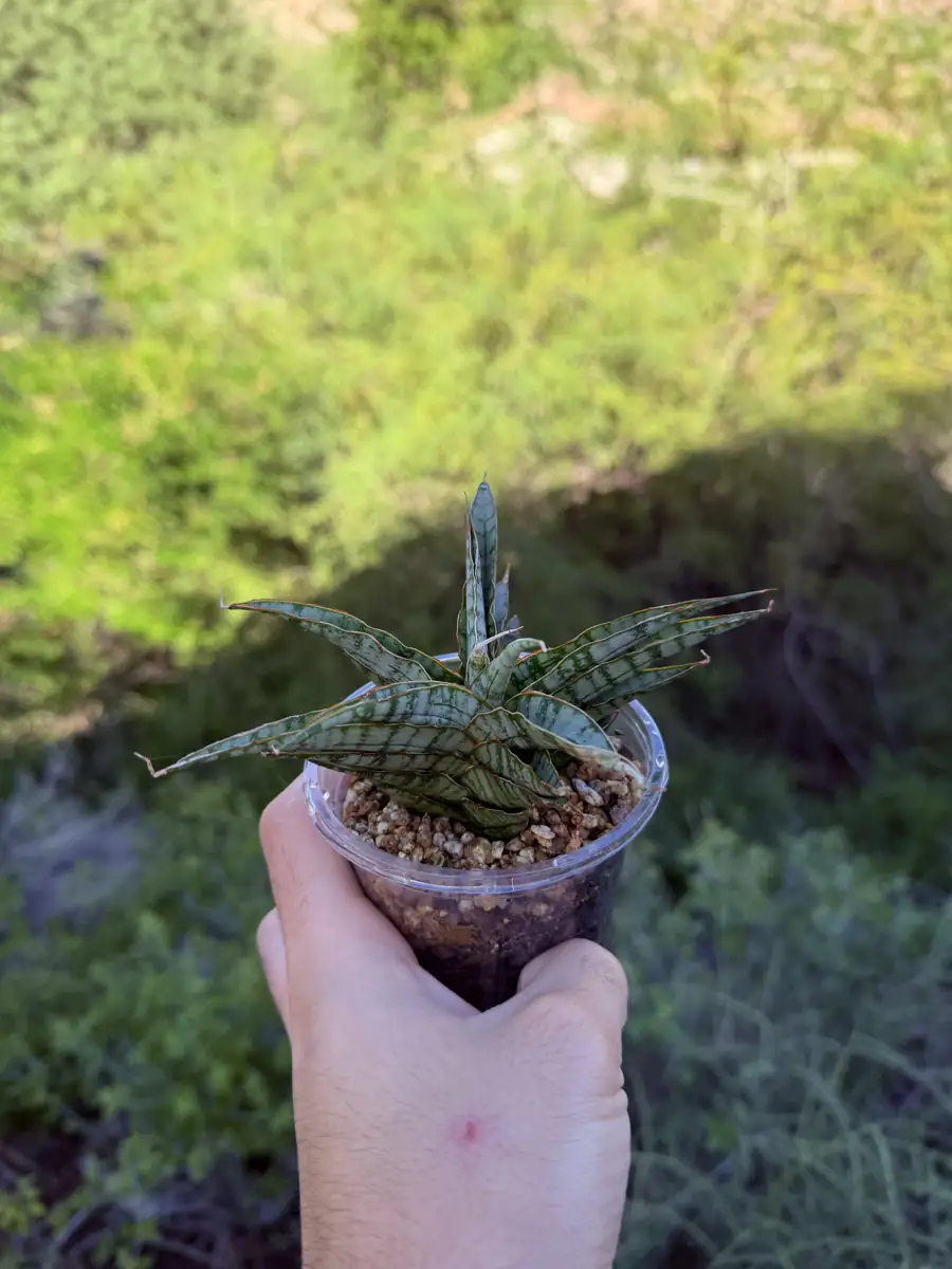 Large Sweet Celery Apium cactus succulent for sale in Phoenix, Arizona