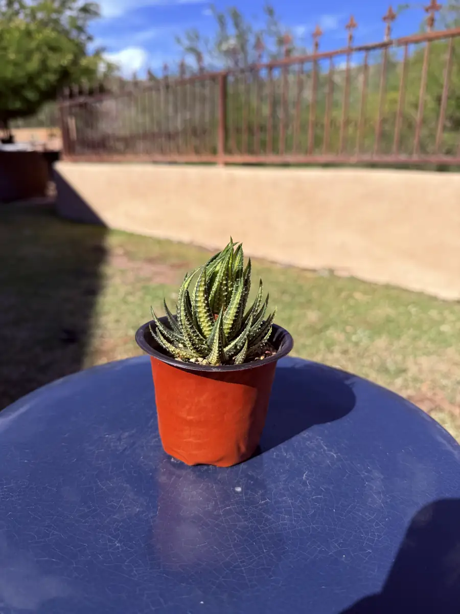 Limifolia Striata Variegated Haworthia cactus succulent for sale in Phoenix, Arizona