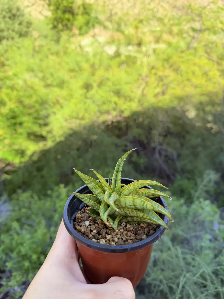 Little Sweet Celery Apium cactus succulent for sale in Phoenix, Arizona