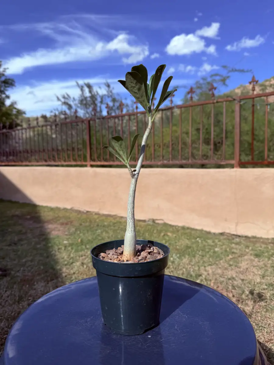 Obesum Grumbleys Adenium cactus succulent for sale in Phoenix, Arizona