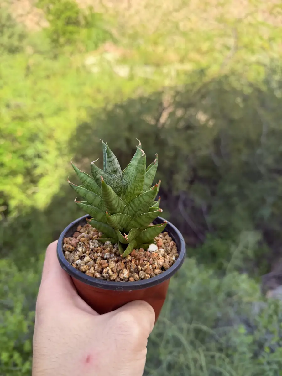 pagoda Hybrid Aloe cactus succulent for sale in Phoenix, Arizona