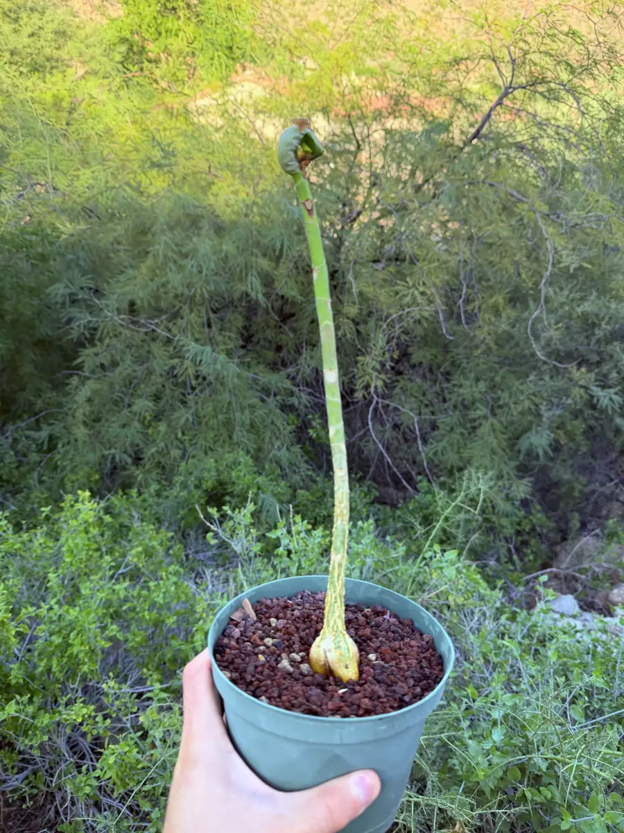 Petiolaris Ficus cactus succulent for sale in Phoenix, Arizona