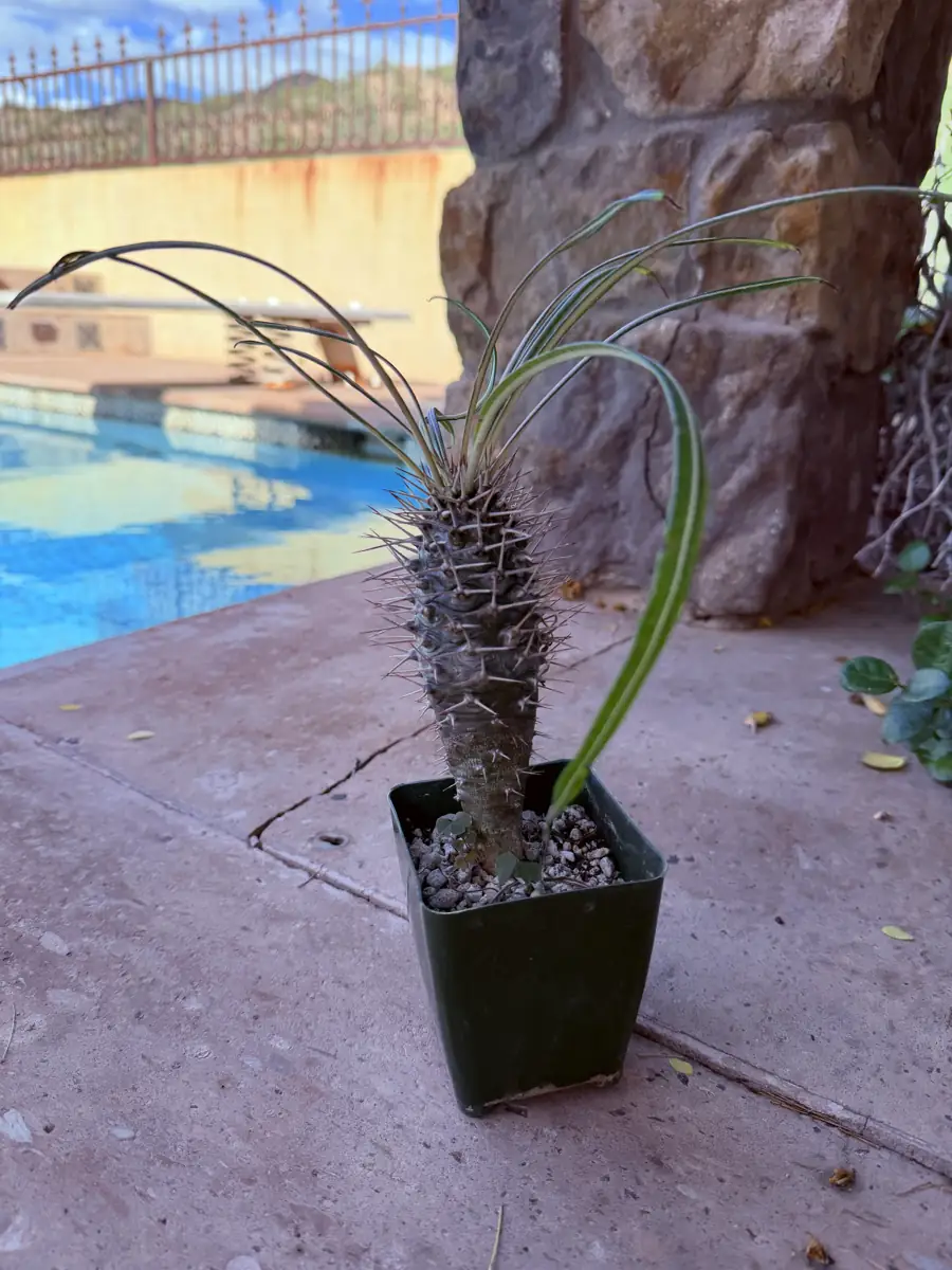 Geayi Pachypodium cactus succulent for sale in Phoenix, Arizona