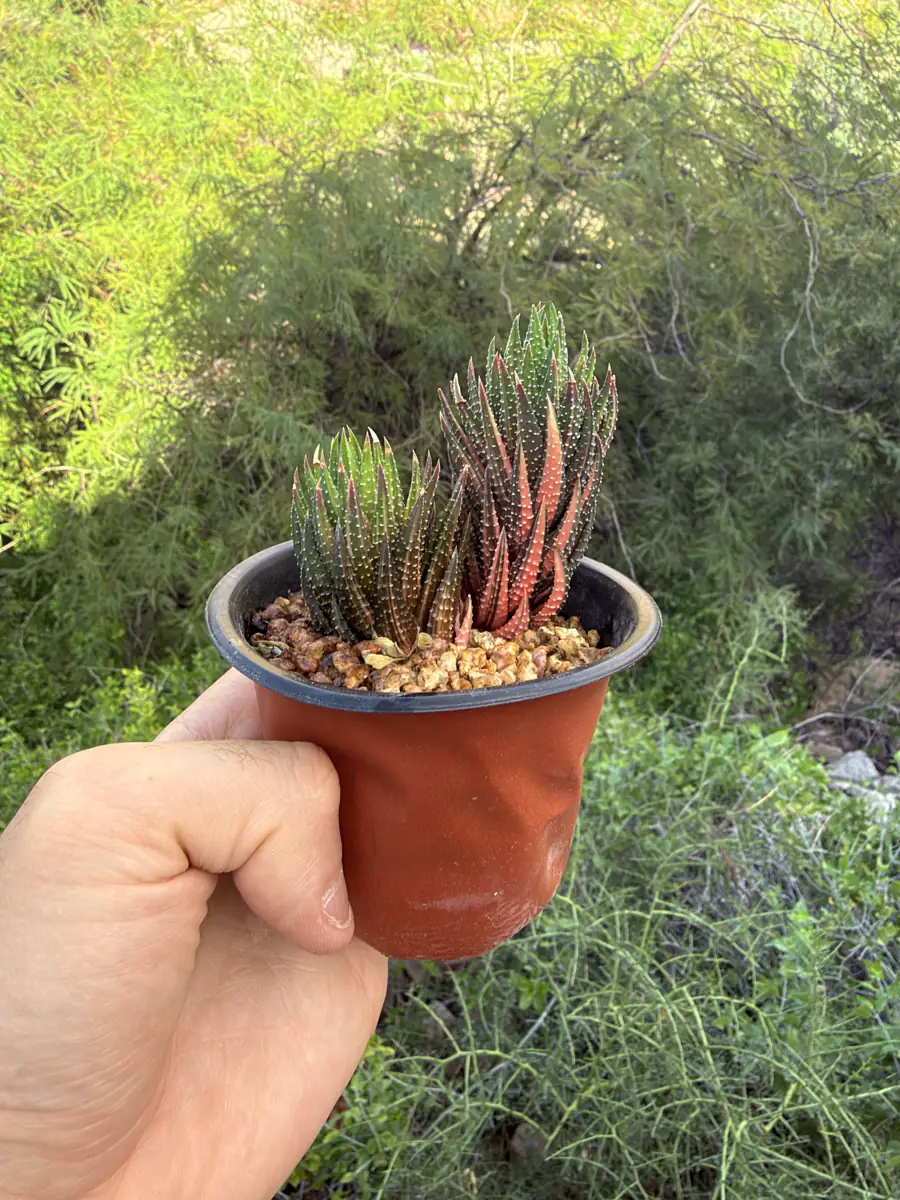 Reinwardtii Haworthia cactus succulent for sale in Phoenix, Arizona