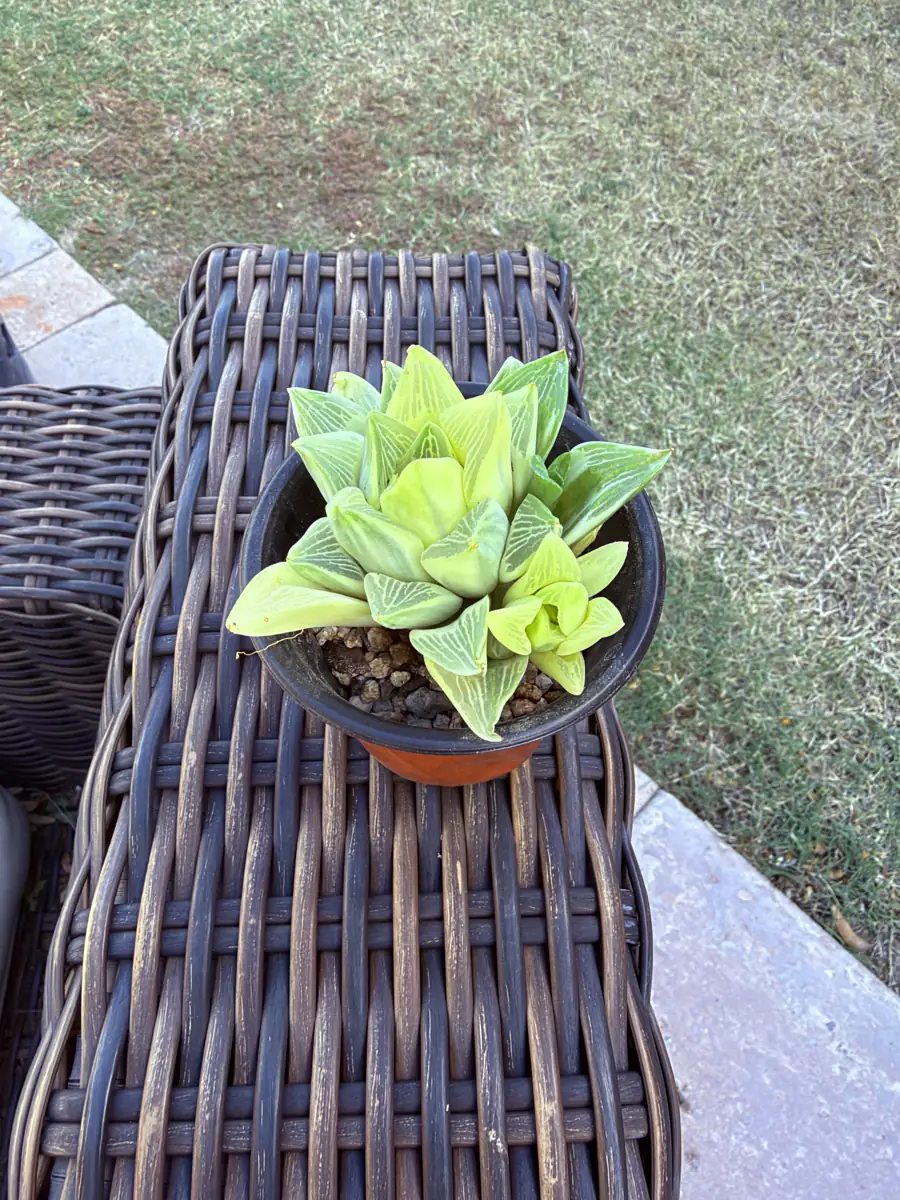 Retusa Variegated Haworthia cactus succulent for sale in Phoenix, Arizona