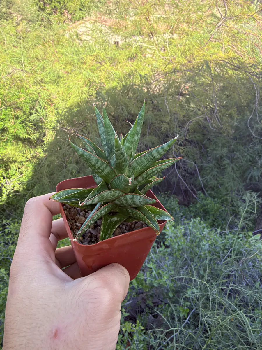 Riyad  cactus succulent for sale in Phoenix, Arizona