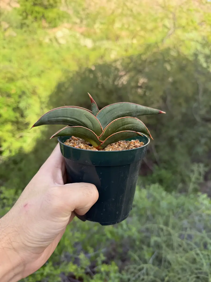 Rorida Green Sansevieria cactus succulent for sale in Phoenix, Arizona