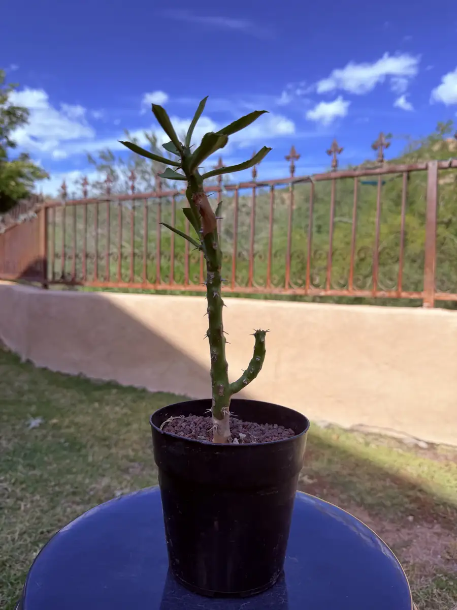 Sudanica Euphorbia cactus succulent for sale in Phoenix, Arizona