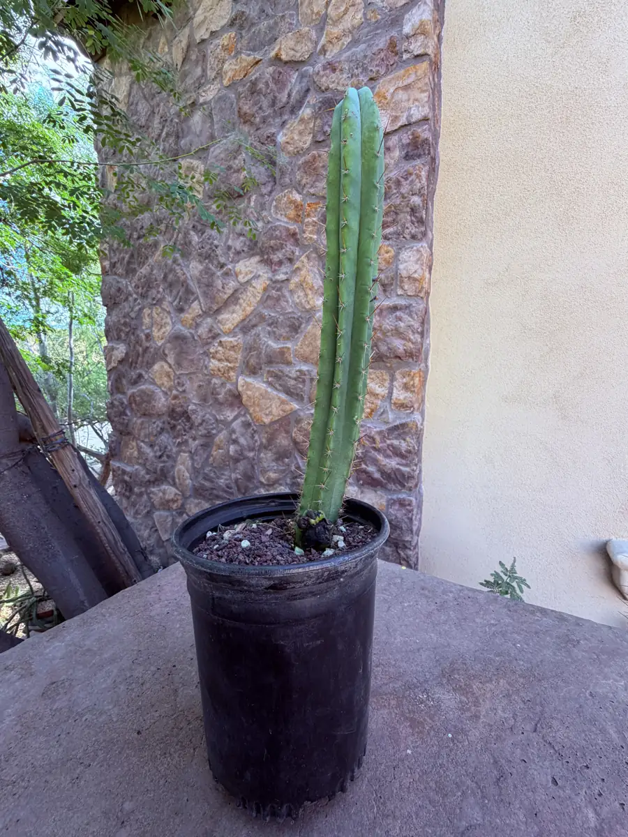Tom Juul Giant Trichocereus cactus succulent for sale in Phoenix, Arizona