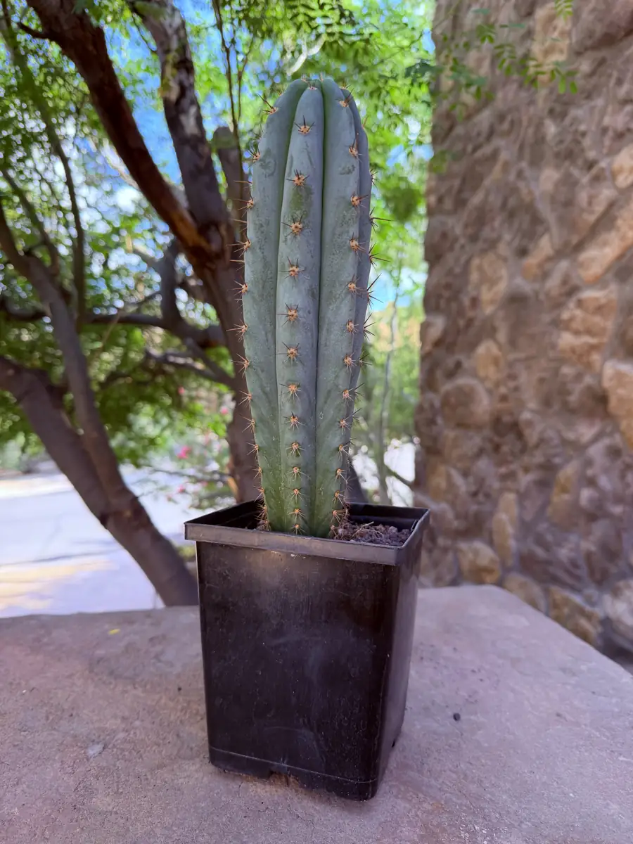 Verbenita Trichocereus cactus succulent for sale in Phoenix, Arizona