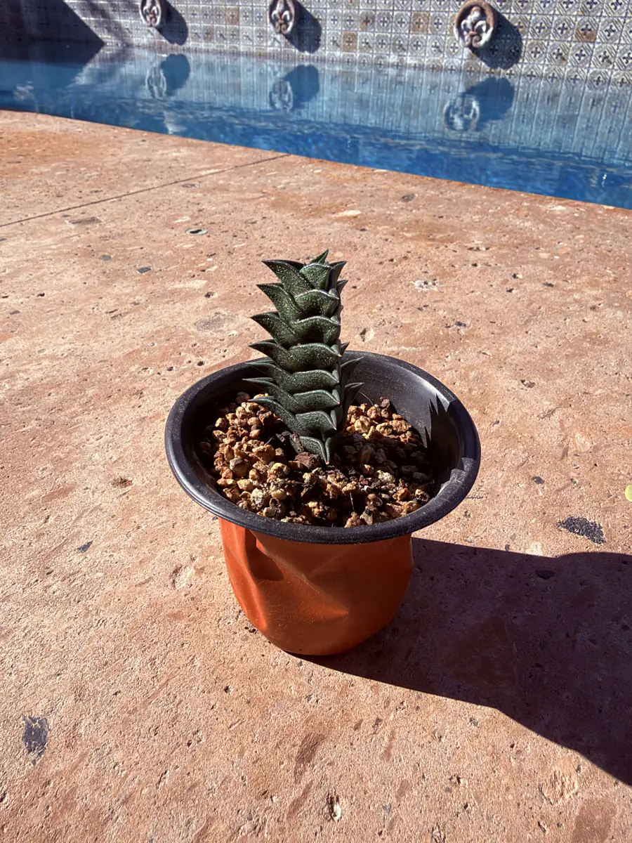 Viscosa Haworthia cactus succulent for sale in Phoenix, Arizona