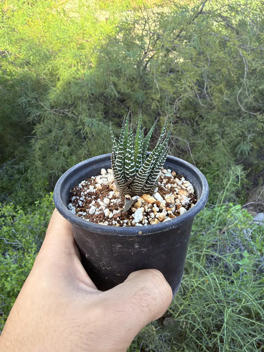 Zebra Haworthia cactus succulent for sale in Phoenix, Arizona